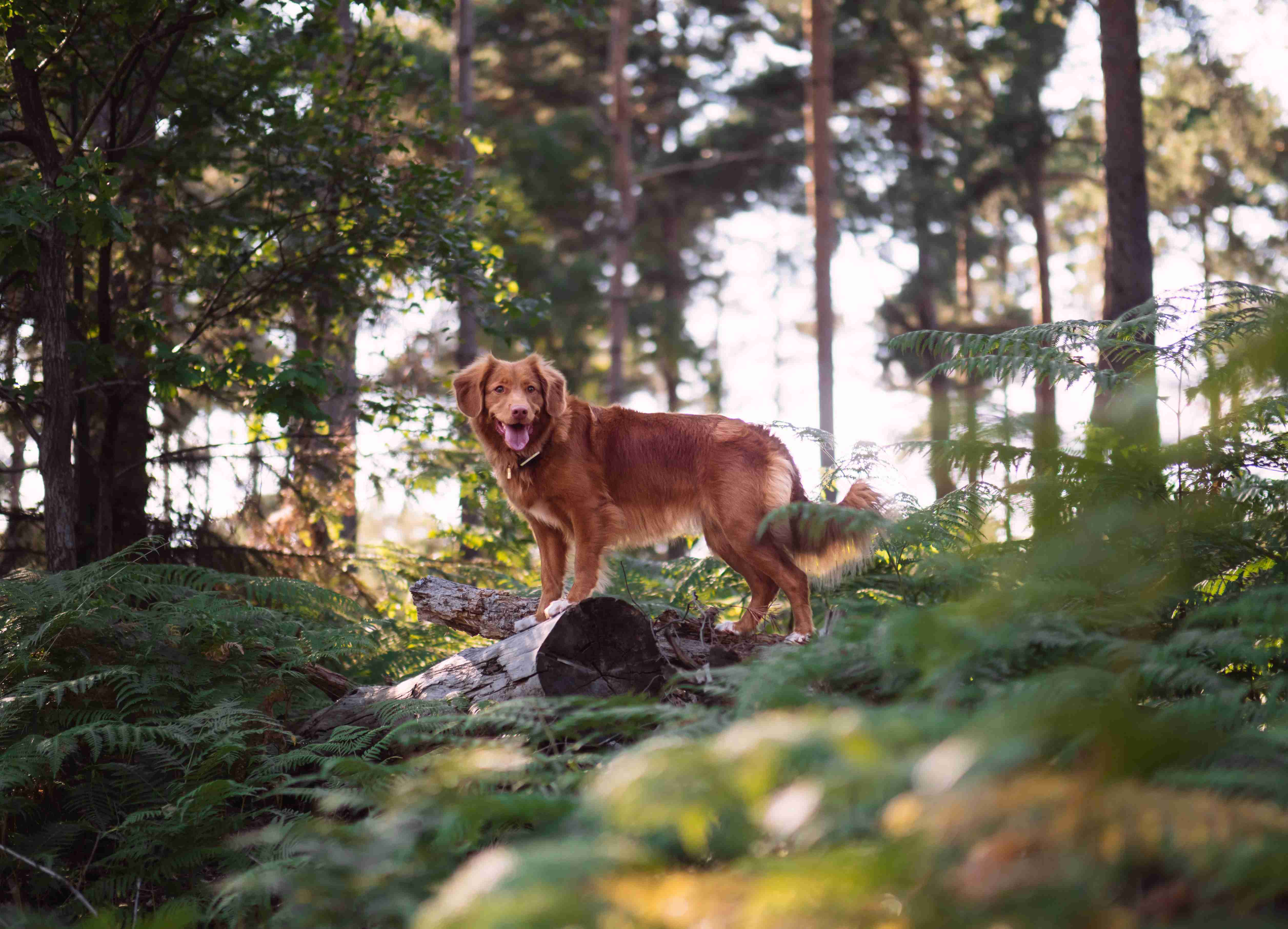 How can I prevent my golden retriever from developing anxiety?